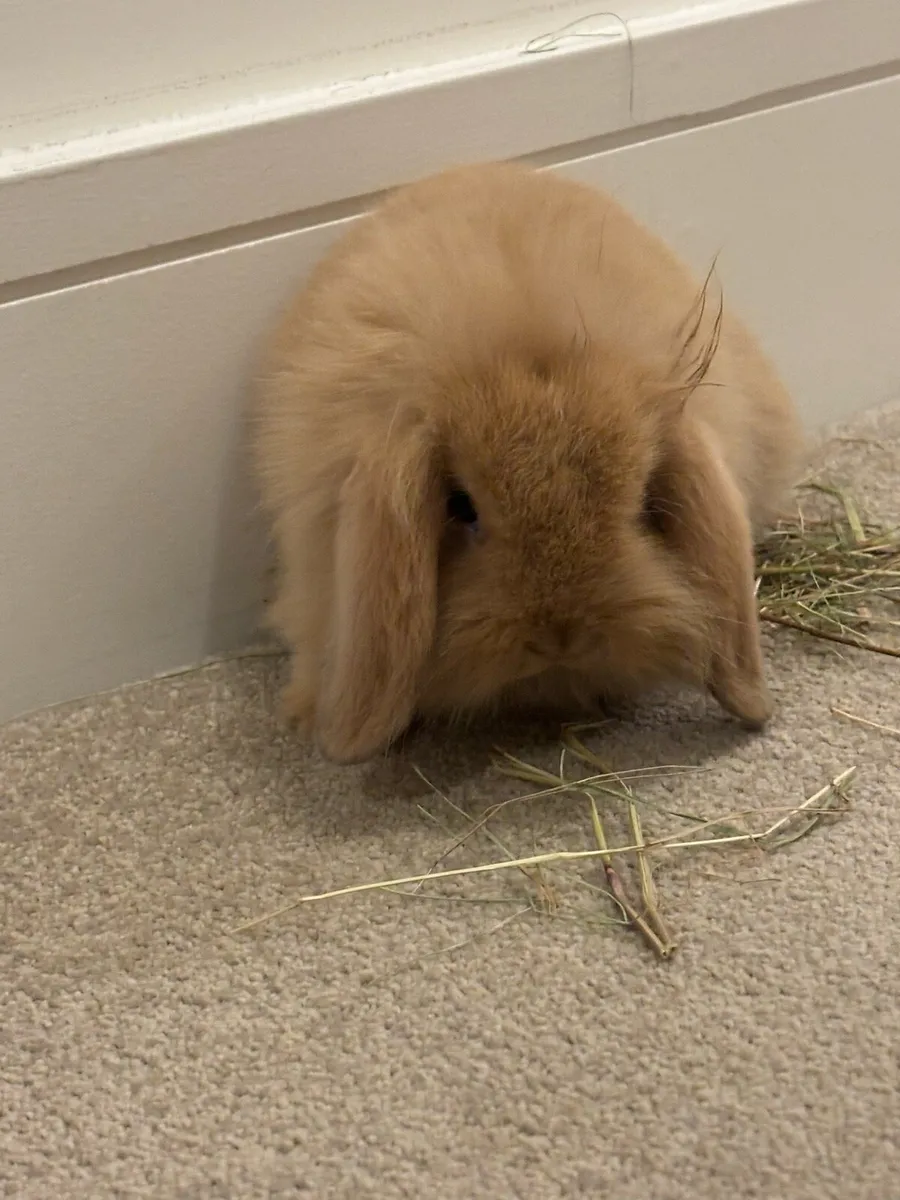 Cashmere Minilop Rabbit - Image 4