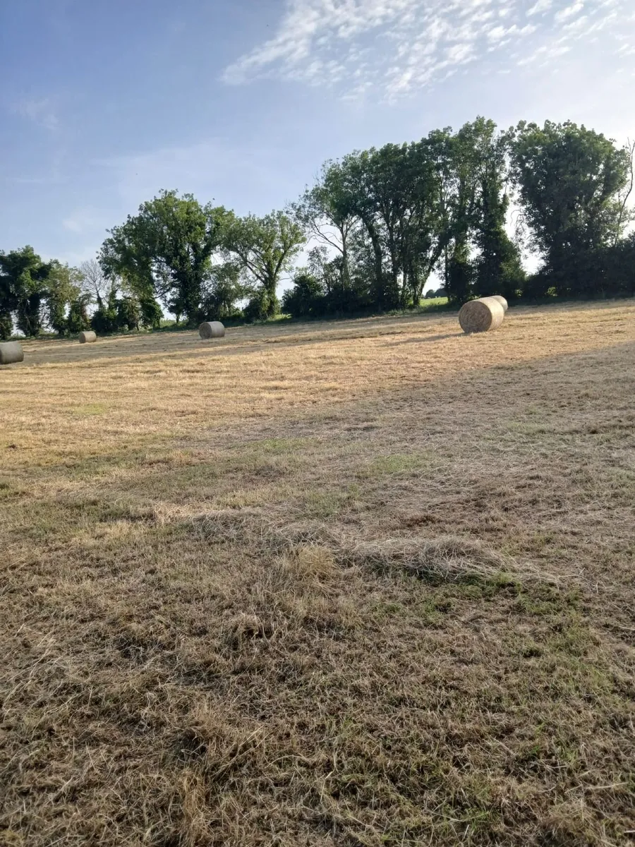 Hay - Image 1