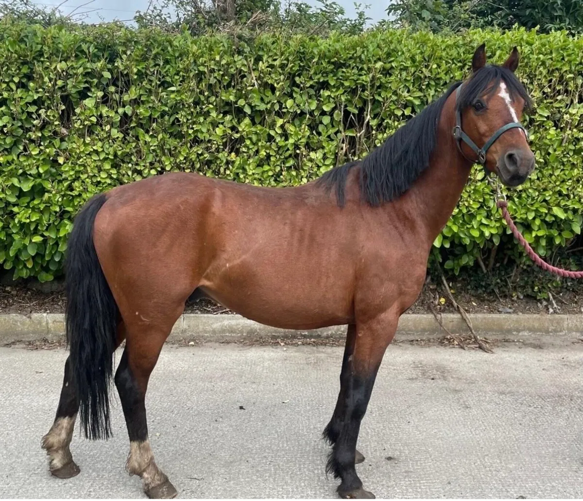 Pony gelding unbroken - Image 1