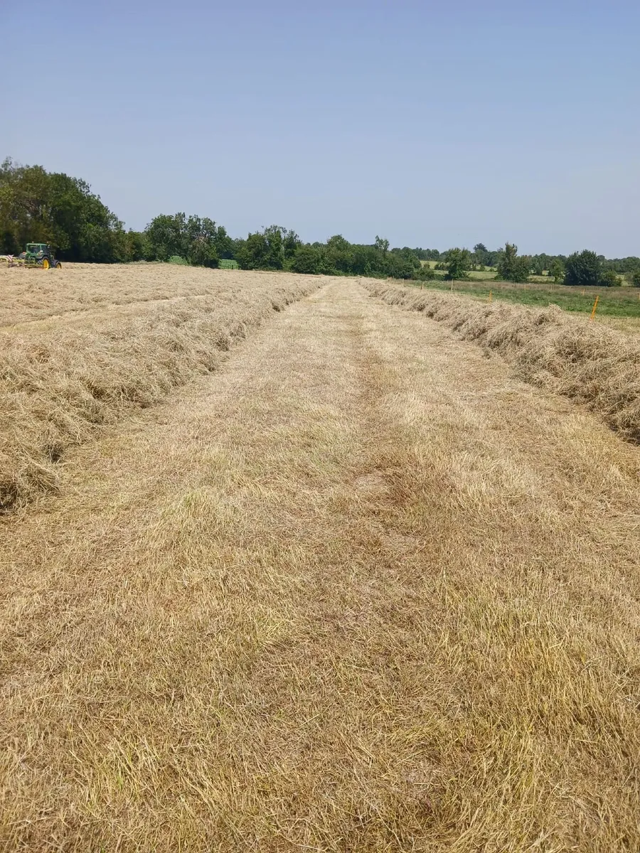 Hay - Image 2