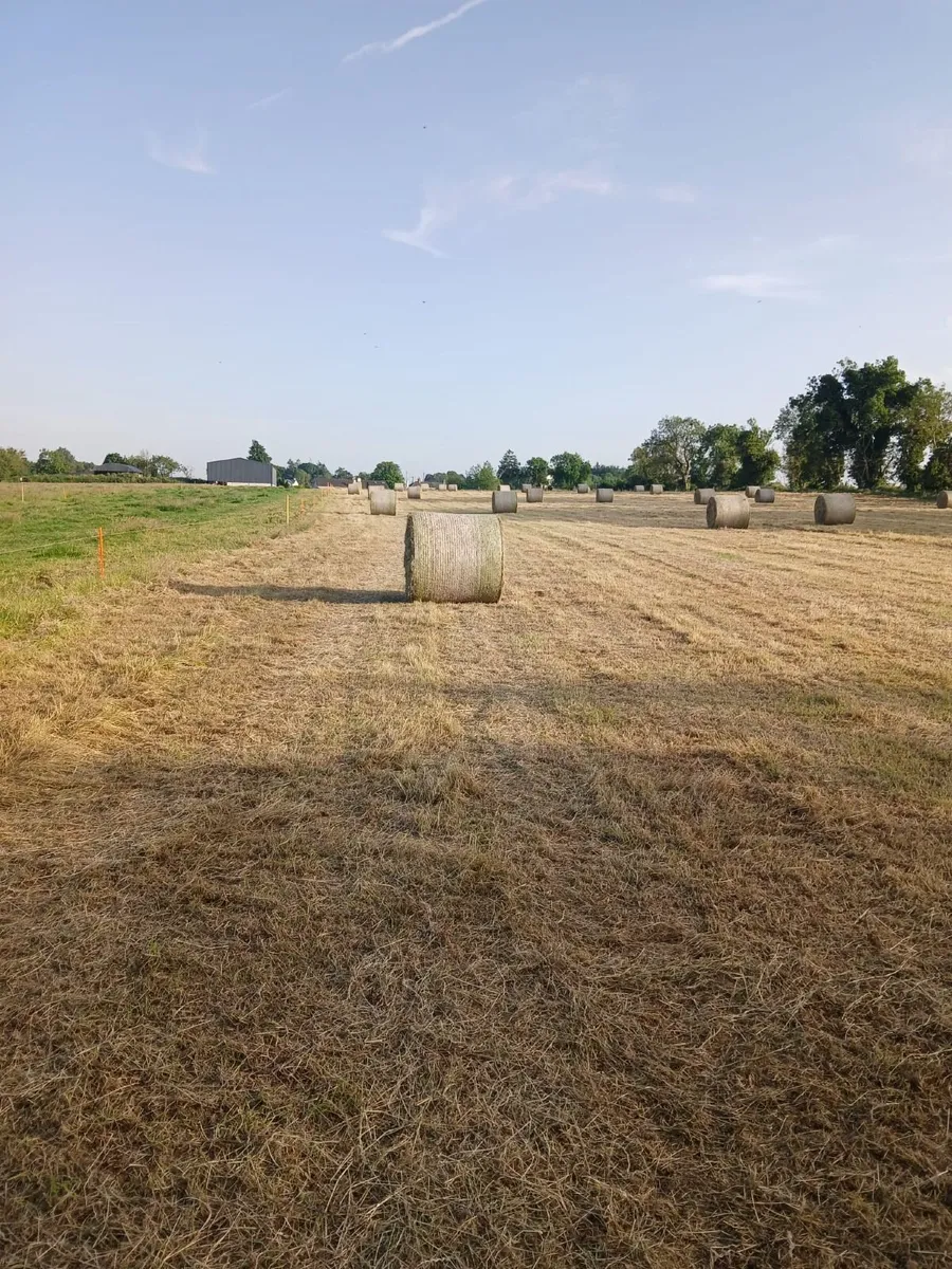 Hay - Image 3