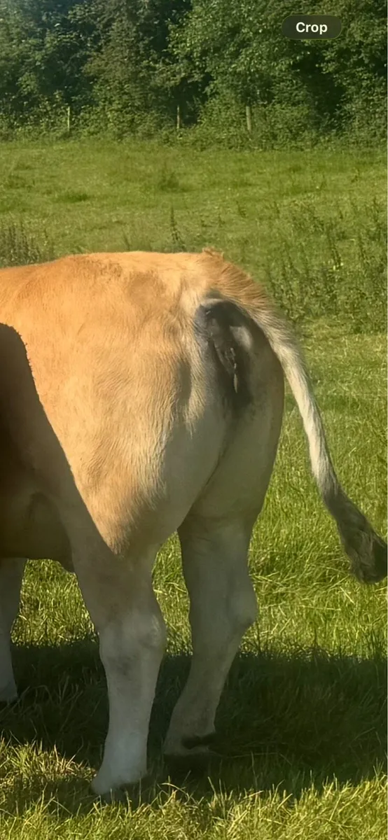 PB 5star Aubrac maiden Heifers - Image 2