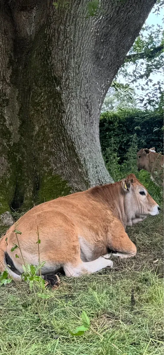 PB 5star Aubrac maiden Heifers - Image 3