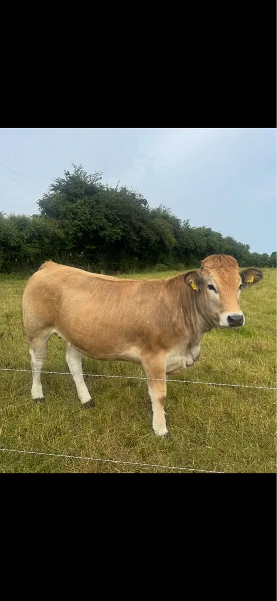 PB 5star Aubrac maiden Heifers - Image 4