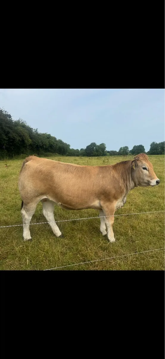 PB 5star Aubrac maiden Heifers - Image 1