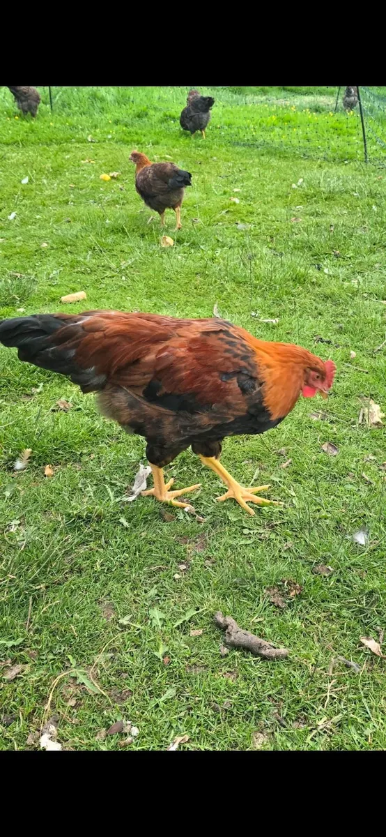 Welsummer rooster - Image 2
