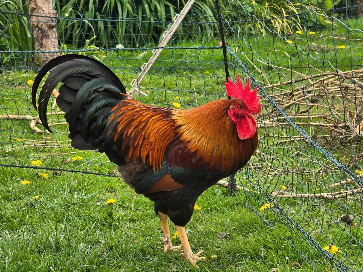 Welsummer rooster - Image 4