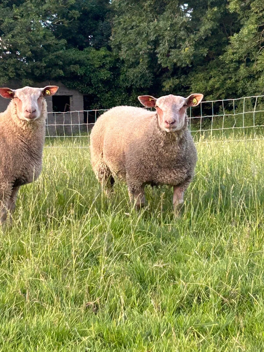 Purebred Charollais ram lambs - Image 1