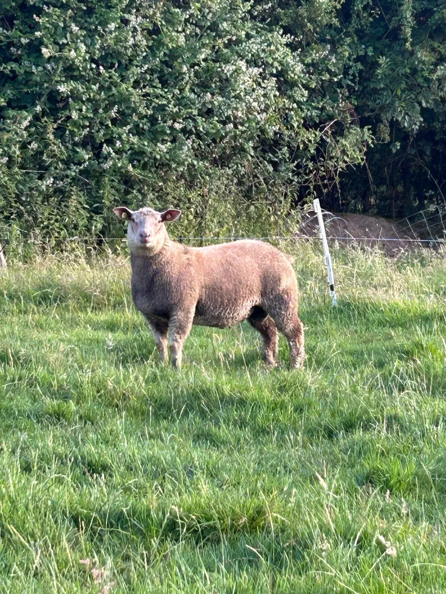 Purebred Charollais ram lambs - Image 2