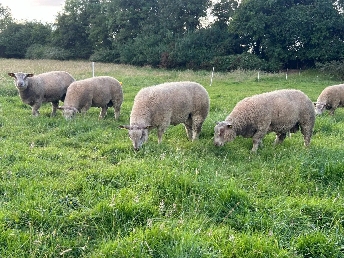 Purebred Charollais ram lambs - Image 3