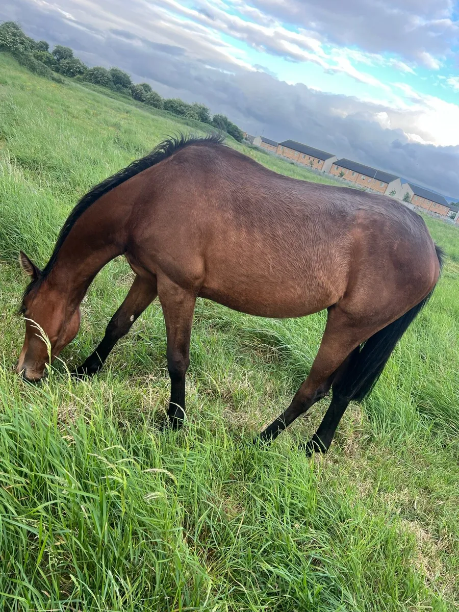 Trotting filly - Image 3