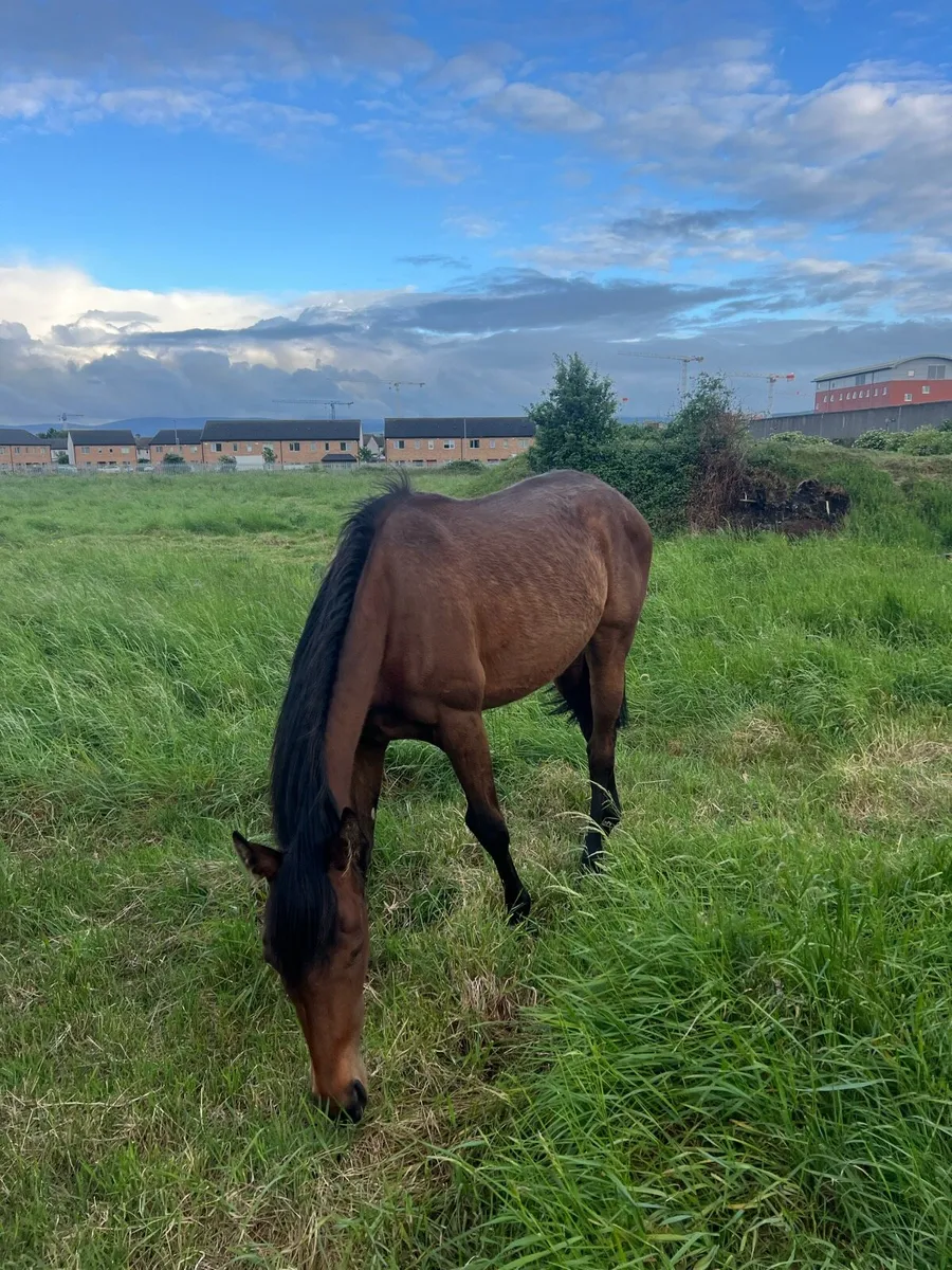 Trotting filly - Image 4