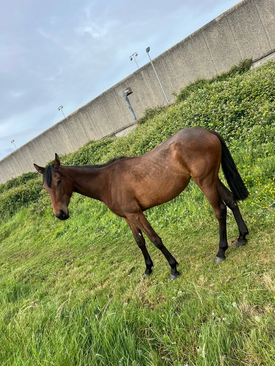 Trotting filly - Image 1