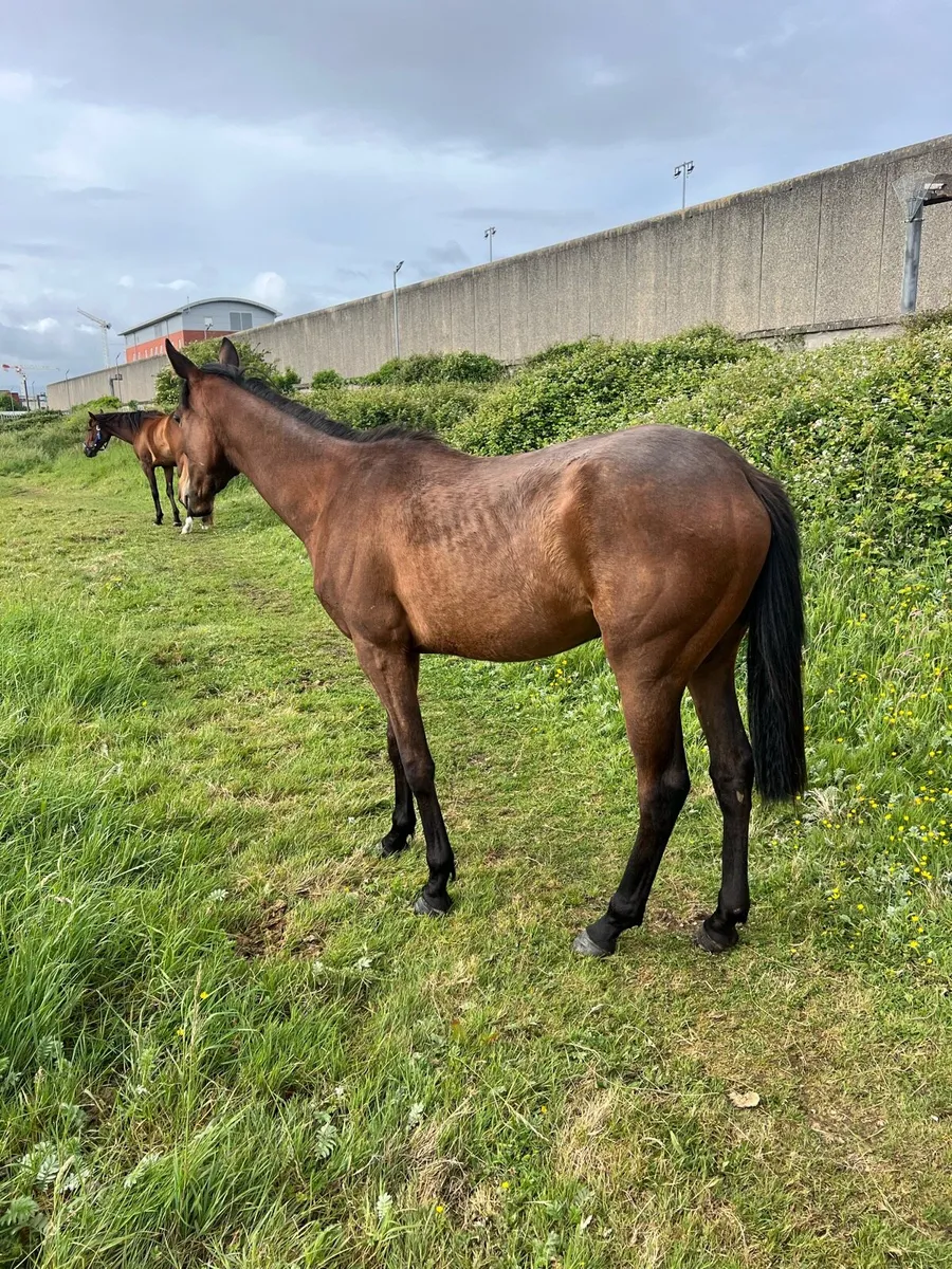 Trotting filly - Image 2