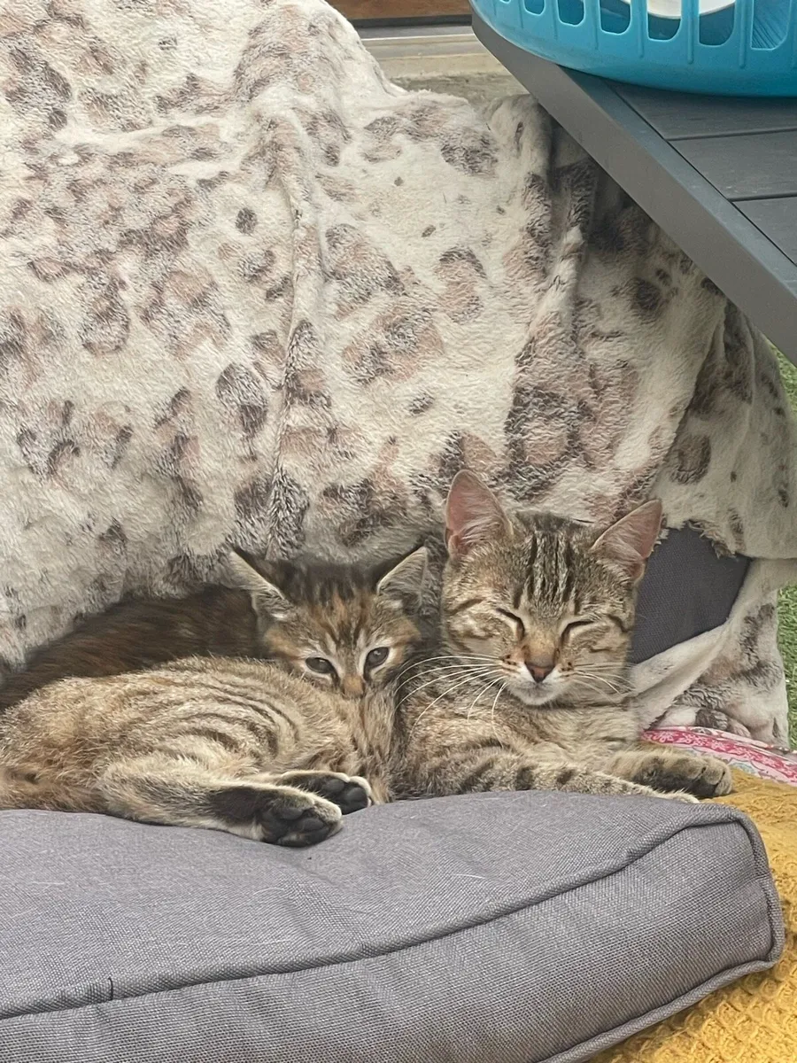 Kittens - Image 3