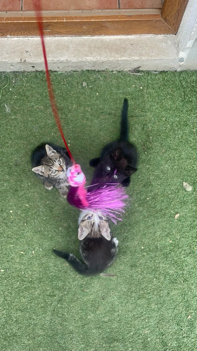 Kittens - Image 4