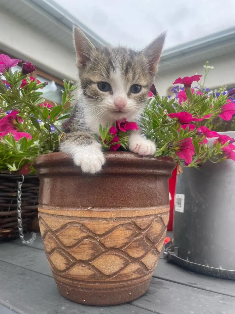 Kittens - Image 1