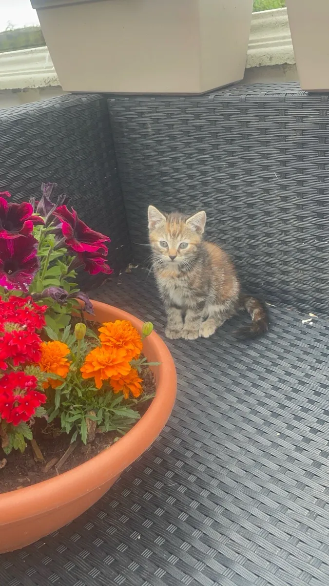 Kittens - Image 2