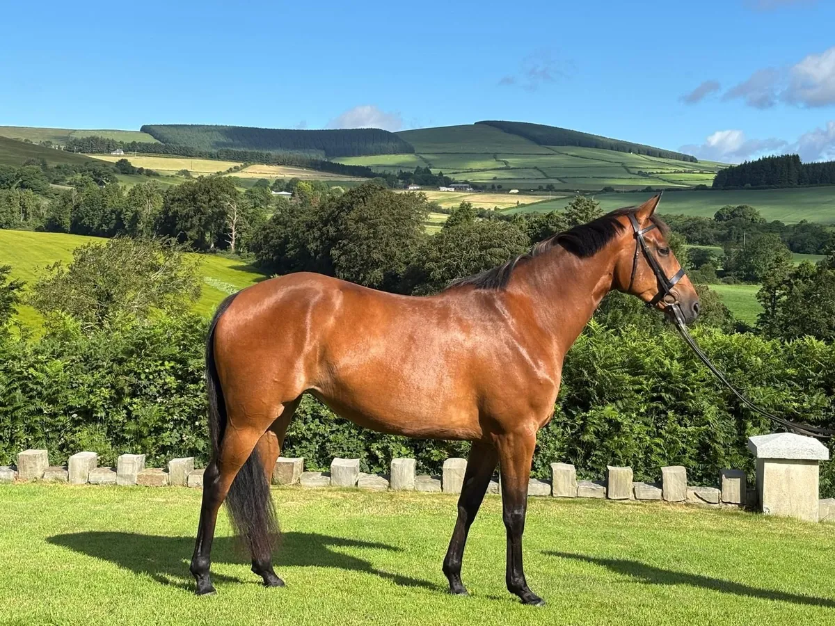 3 year old Irish Sports Horse filly - Image 2