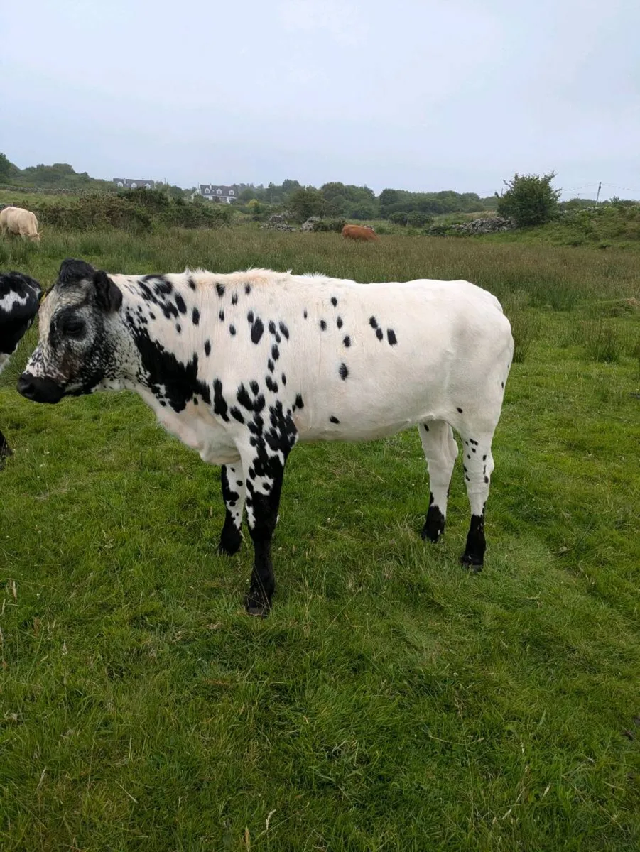 2 heifers - Image 2