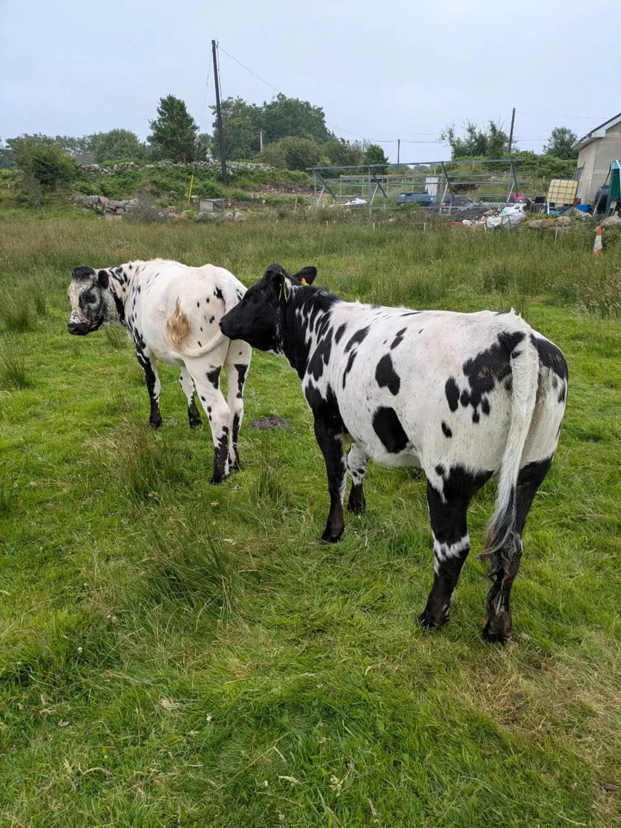 2 heifers - Image 3