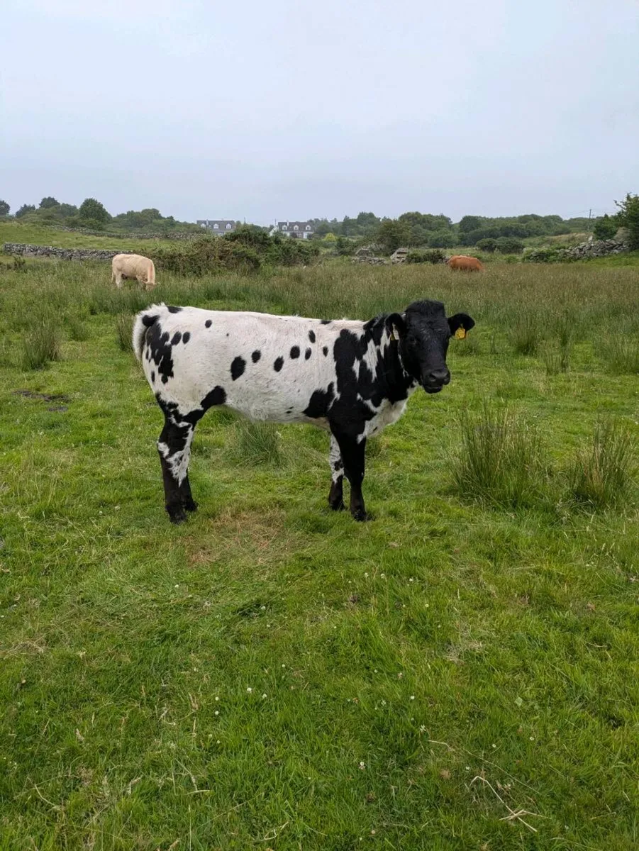 2 heifers - Image 1