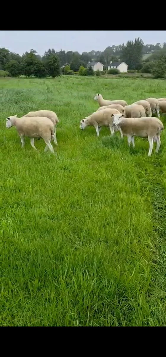 Lleyn Hogget Rams - Image 1