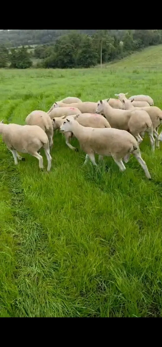 Lleyn Hogget Rams - Image 3
