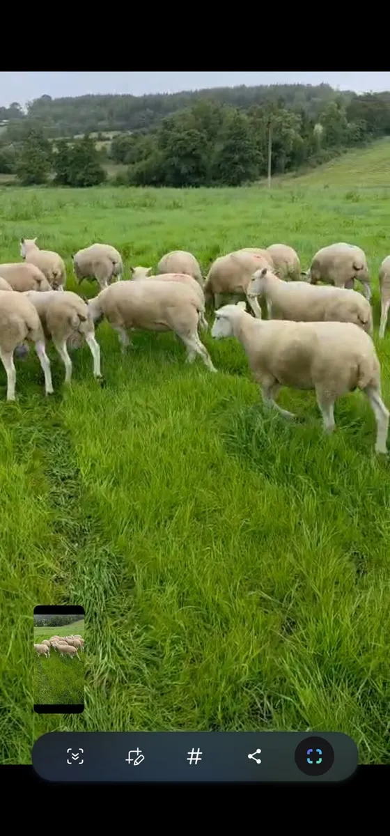 Lleyn Hogget Rams - Image 2