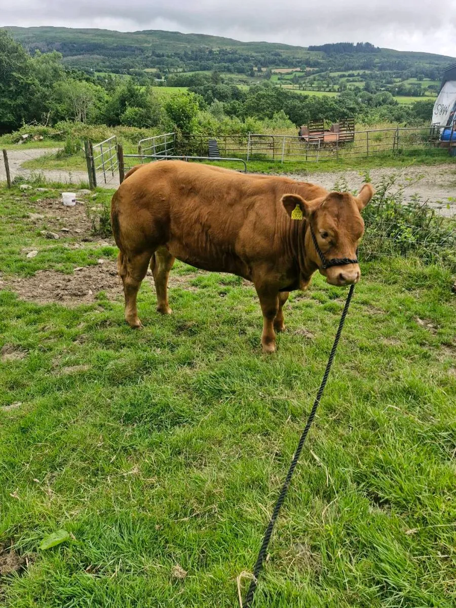 🔥🔥Limousin heifer🔥🔥 - Image 4