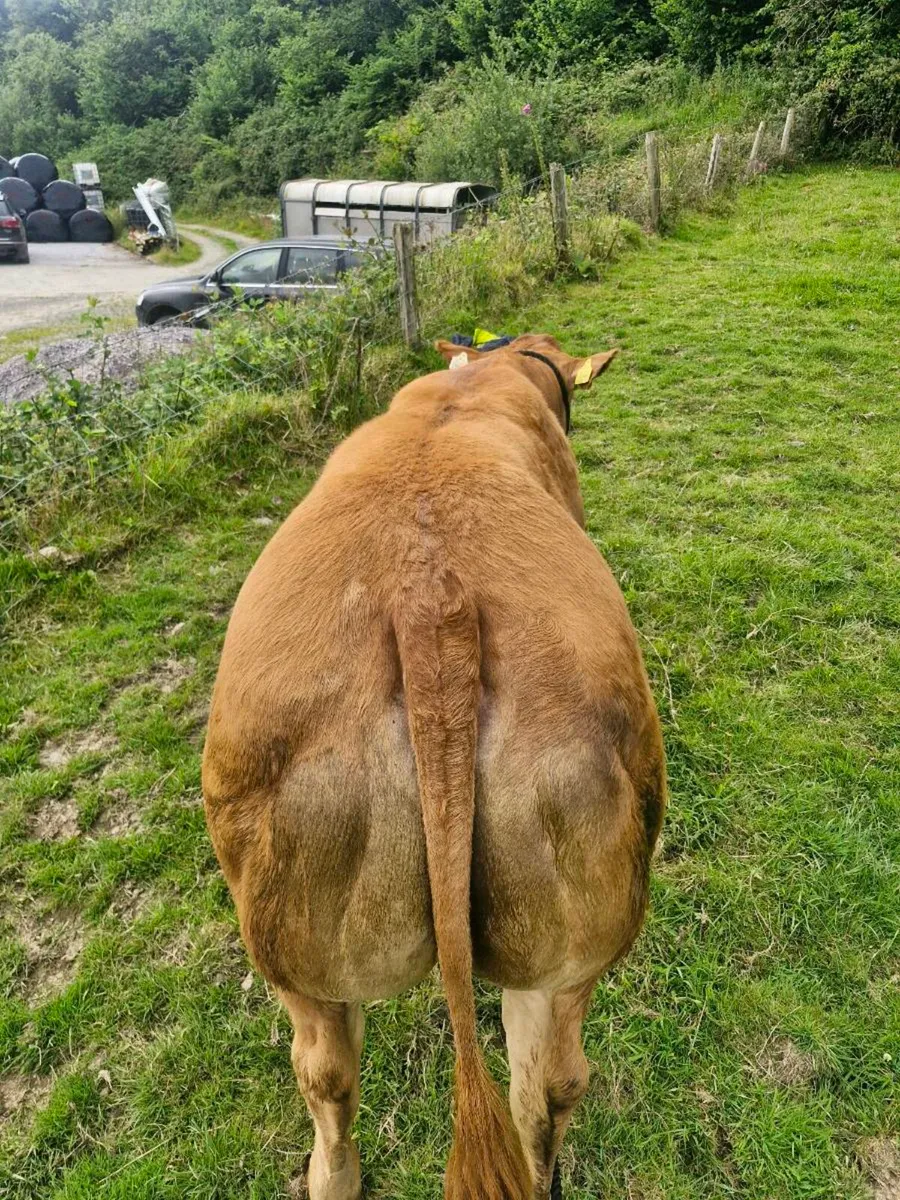 🔥🔥Limousin heifer🔥🔥 - Image 2