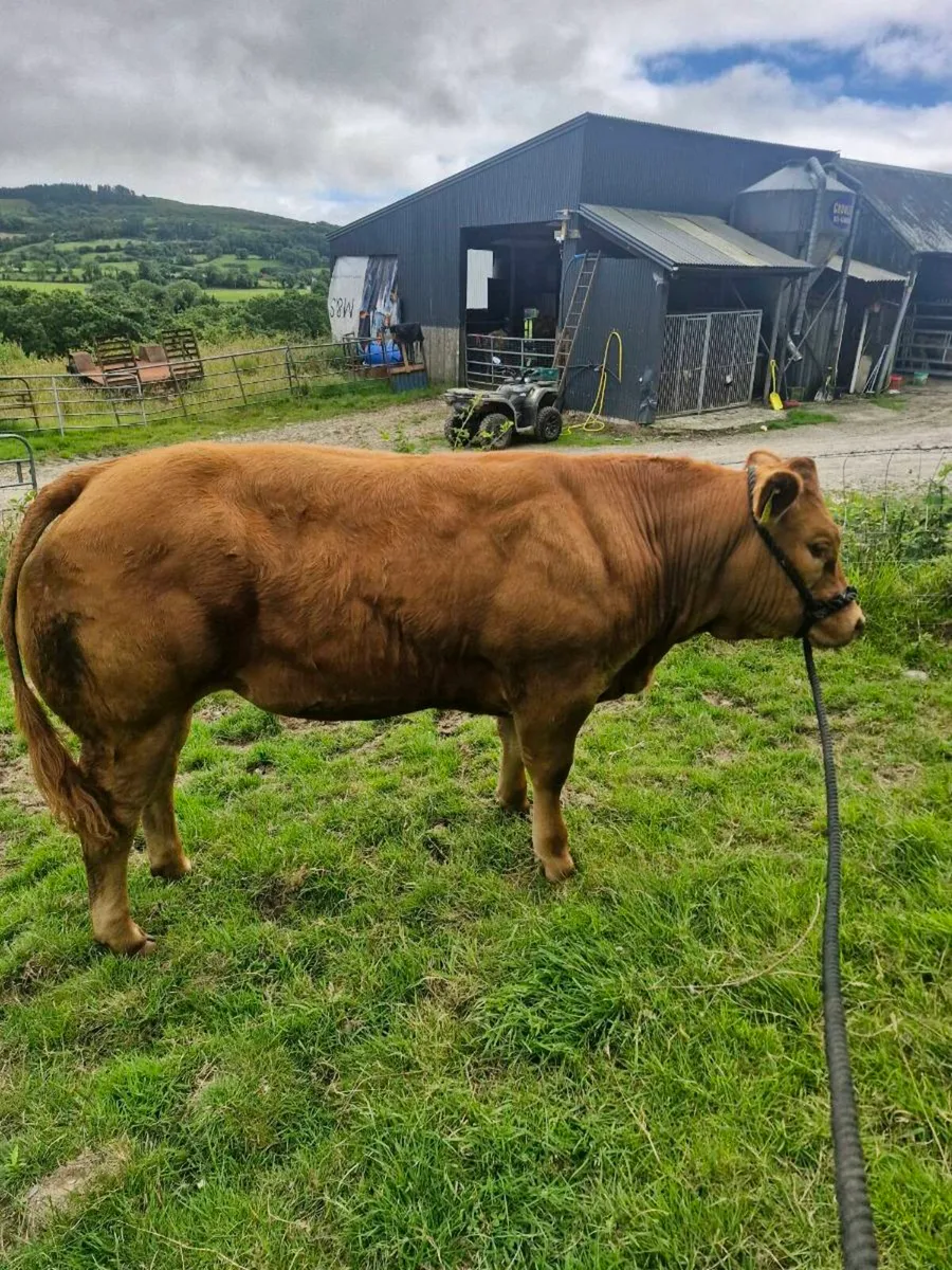 🔥🔥Limousin heifer🔥🔥 - Image 1