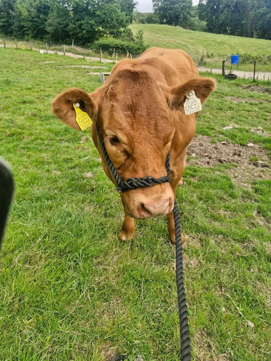 🔥🔥Limousin heifer🔥🔥 - Image 3