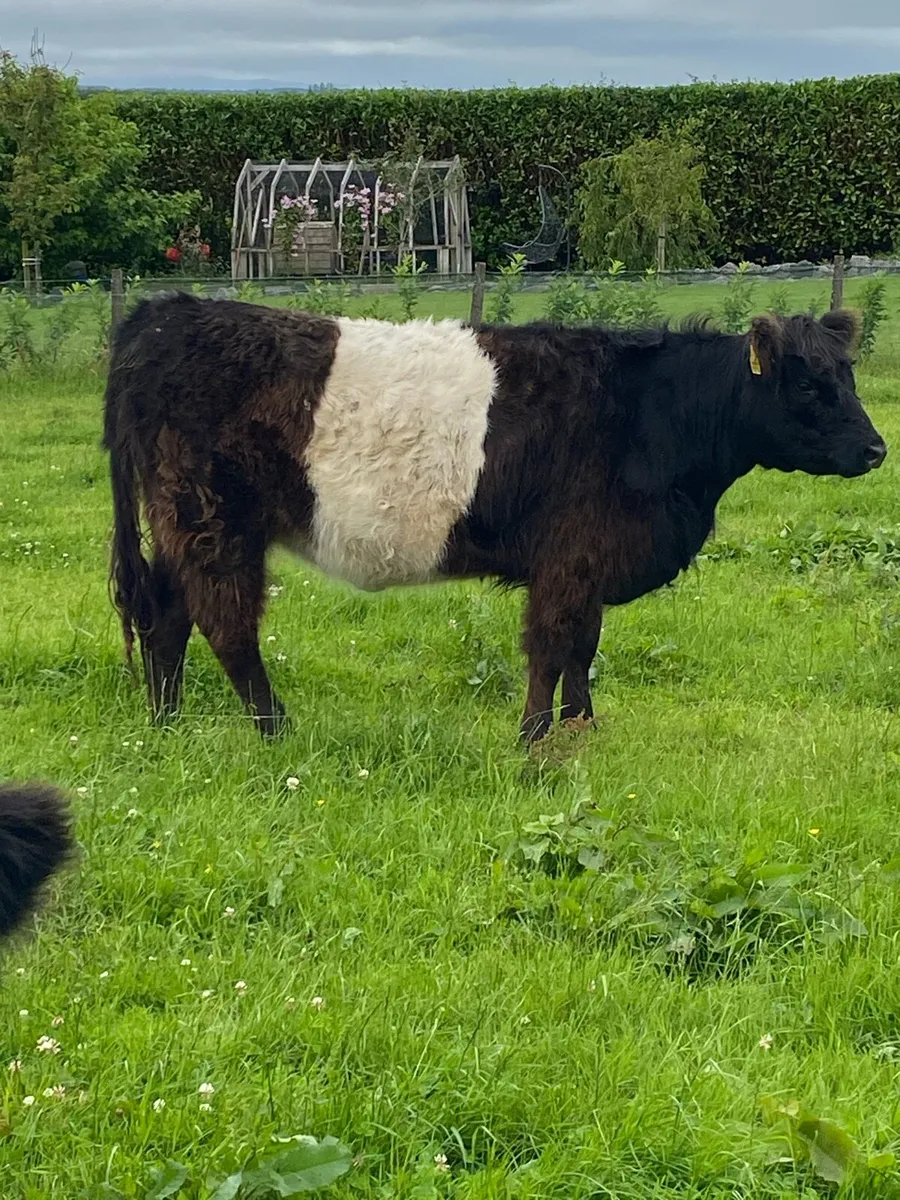 Organic Belted Galloway Cows with calves - Image 2