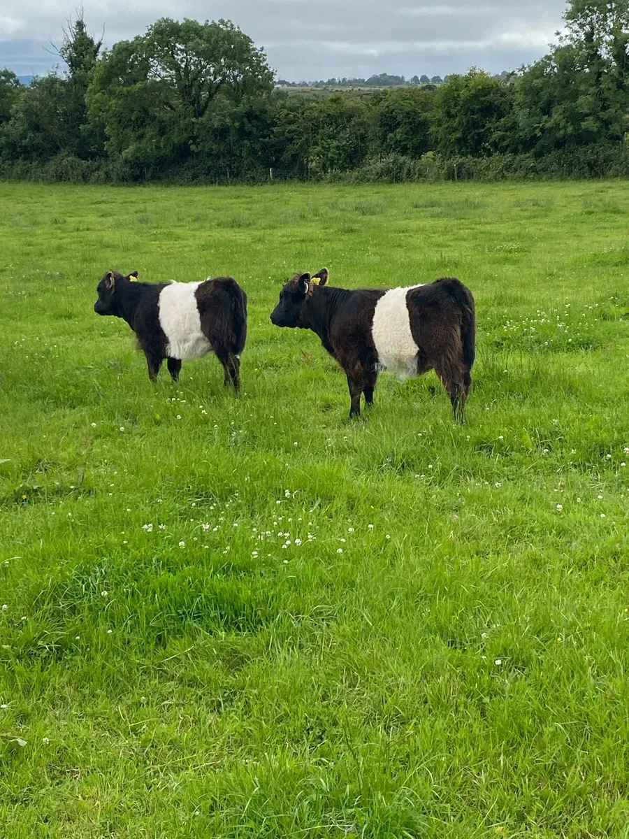 Organic Belted Galloway Cows with calves - Image 3