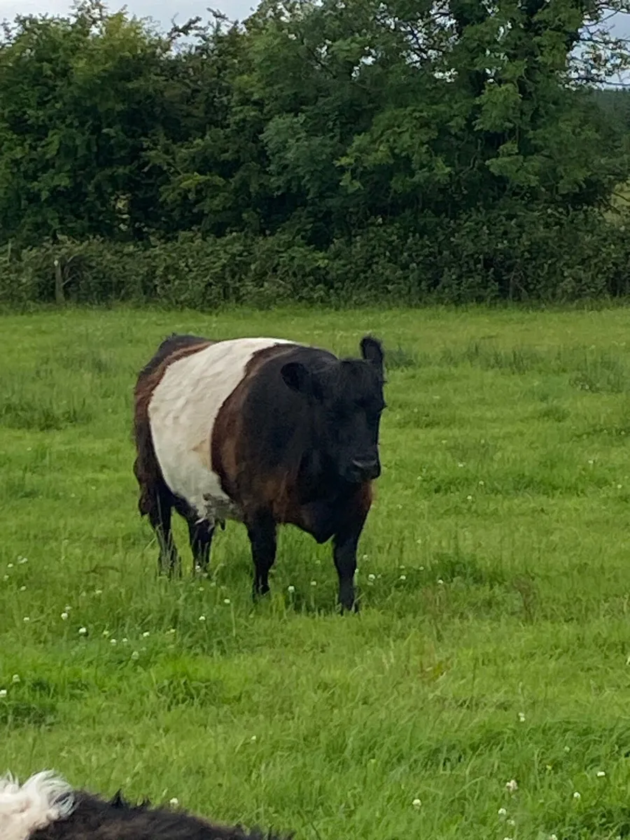 Organic Belted Galloway Cows with calves - Image 4