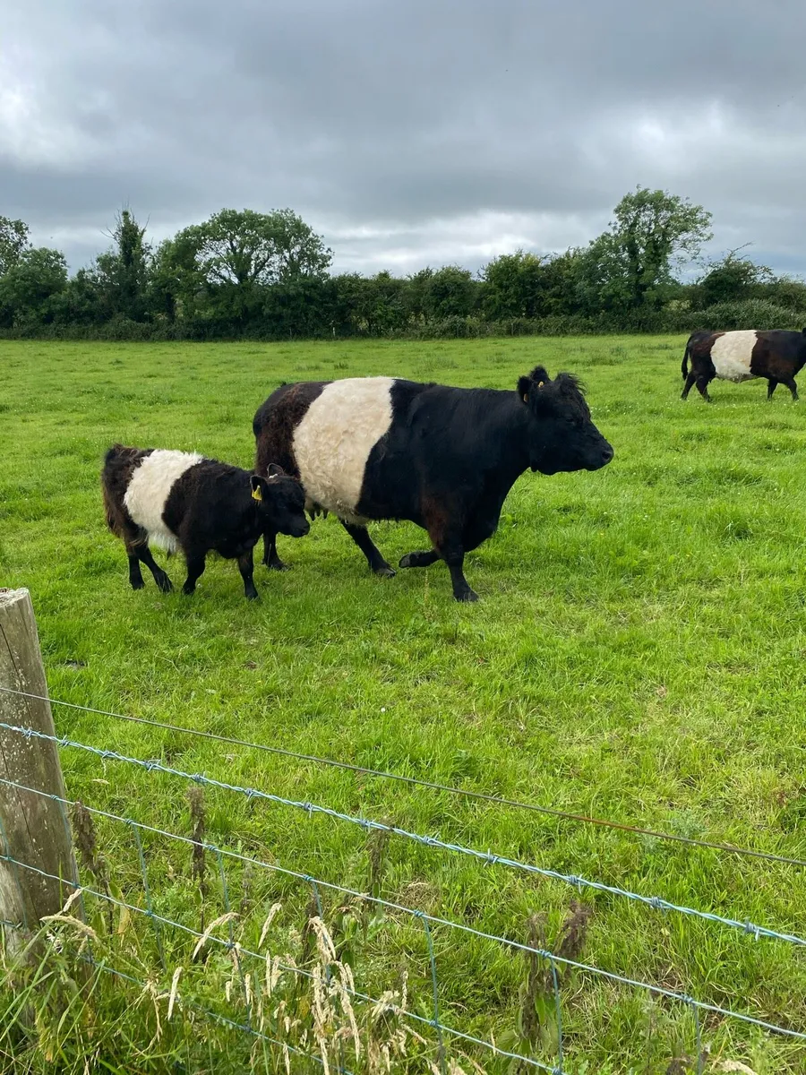 Organic Belted Galloway Cows with calves - Image 1