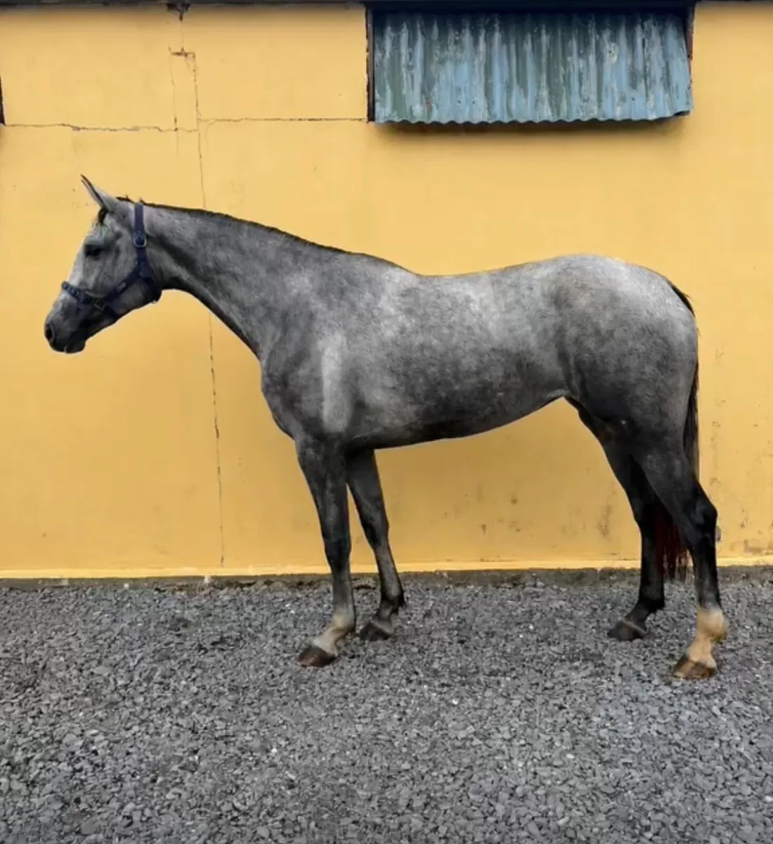 3 Year Old Grand Cru filly - Image 1