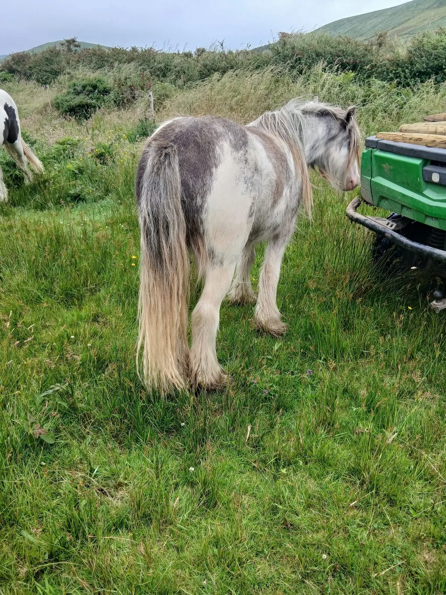 2yo gelding to make lovely child's pony - Image 3
