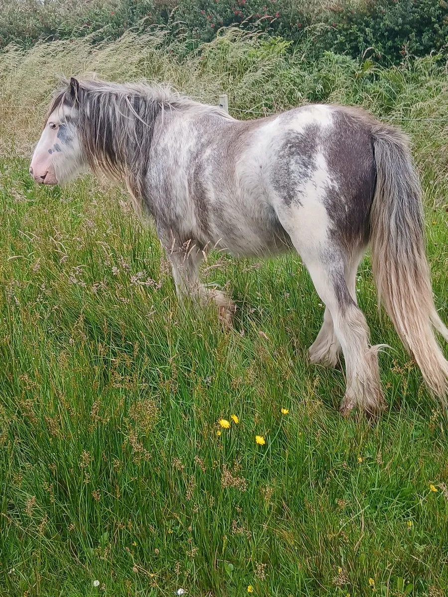 2yo gelding to make lovely child's pony - Image 1