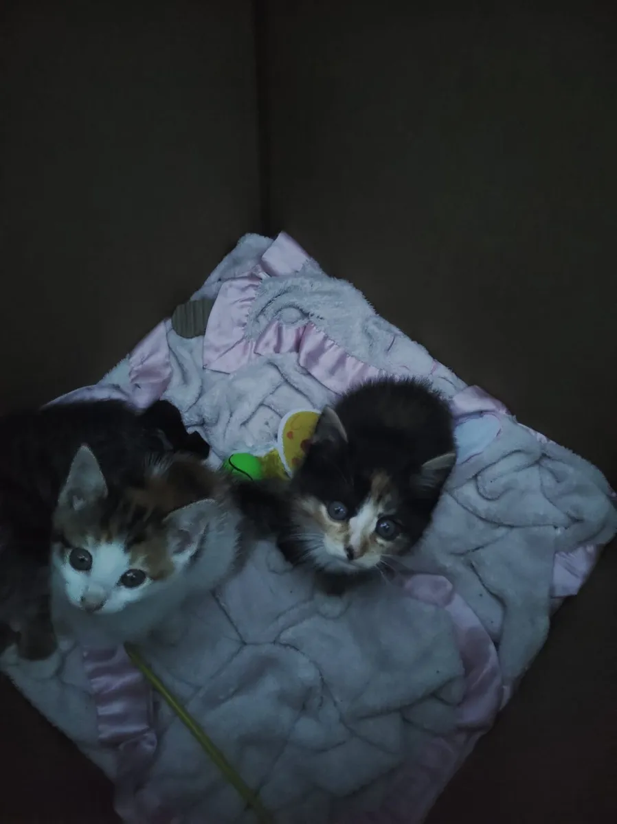 Kittens - Image 1