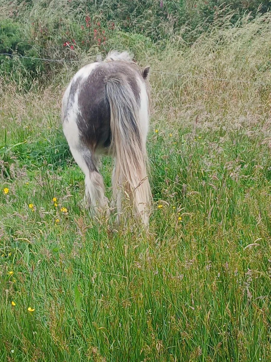 2yo gelding to make lovely child's pony - Image 4