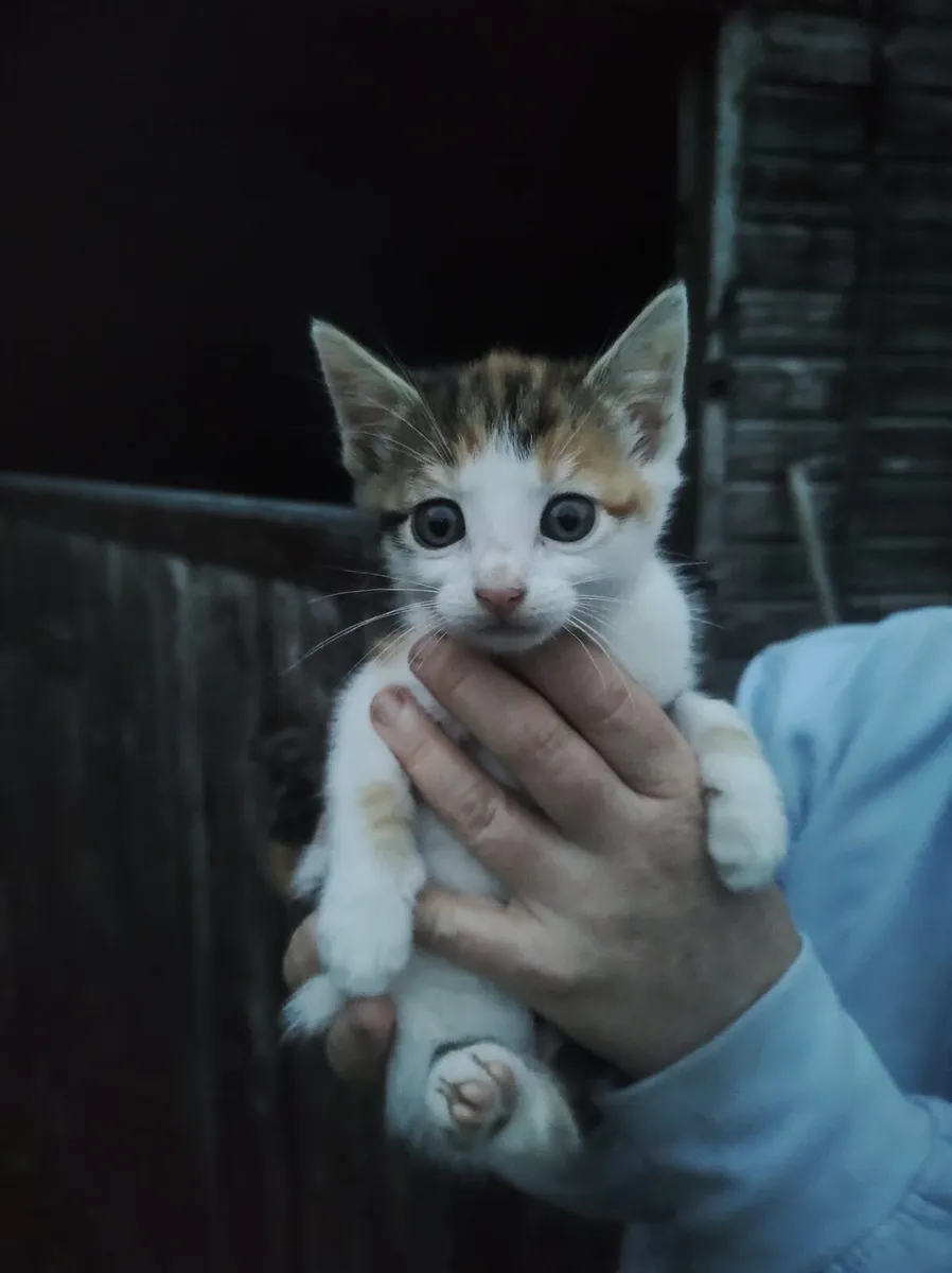 Kittens - Image 2