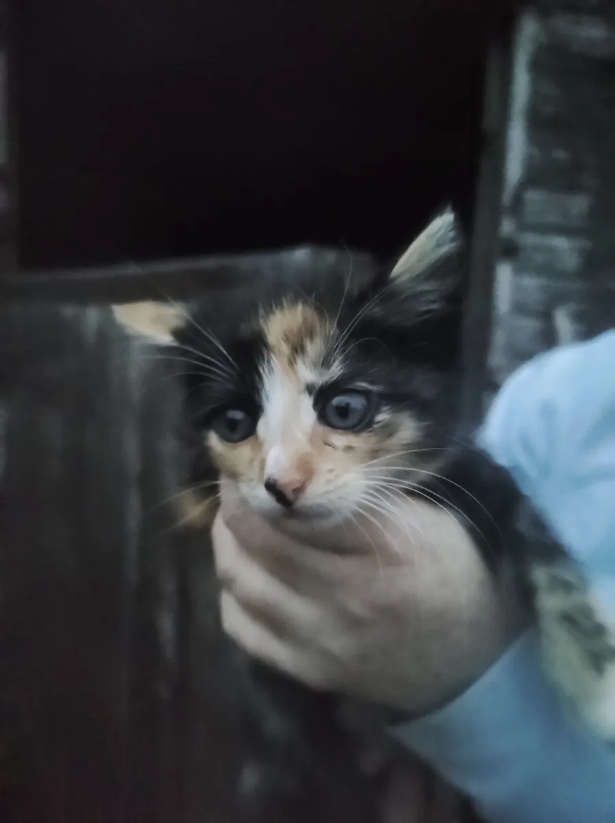 Kittens - Image 3