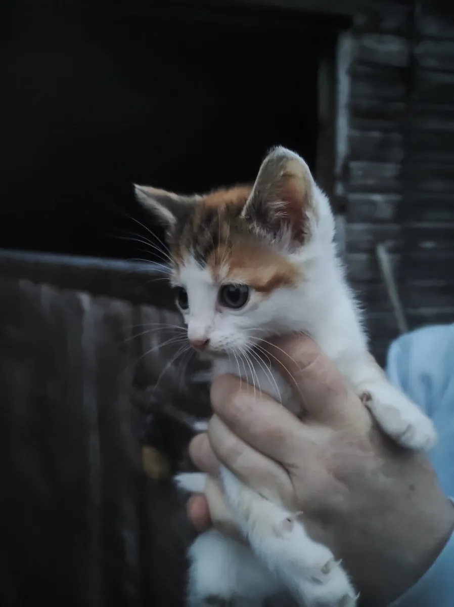Kittens - Image 4