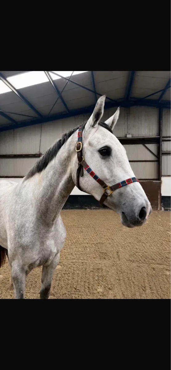 3 Year Old Grand Cru filly - Image 2