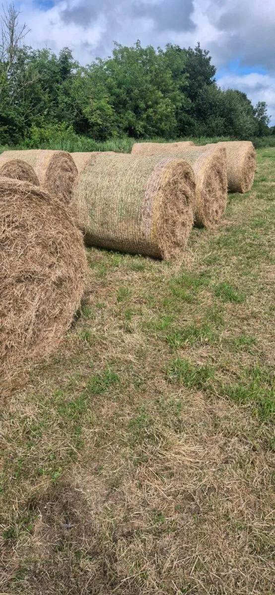 Organic meadow hay - Image 2