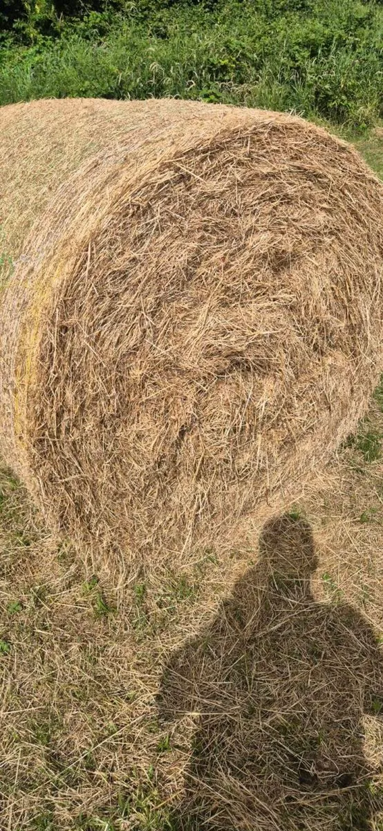 Organic meadow hay - Image 3