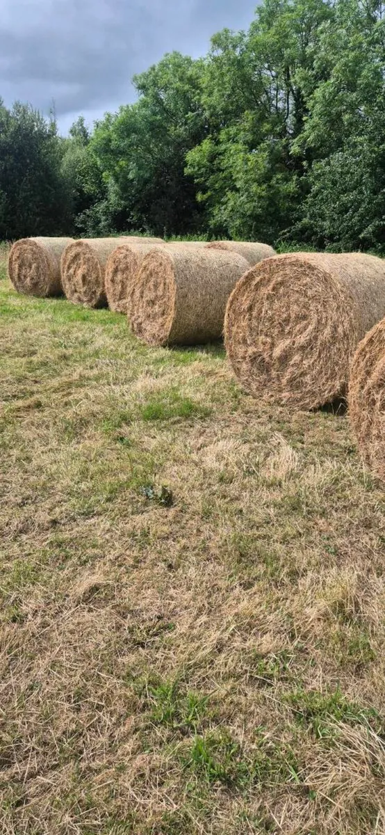 Organic meadow hay - Image 1