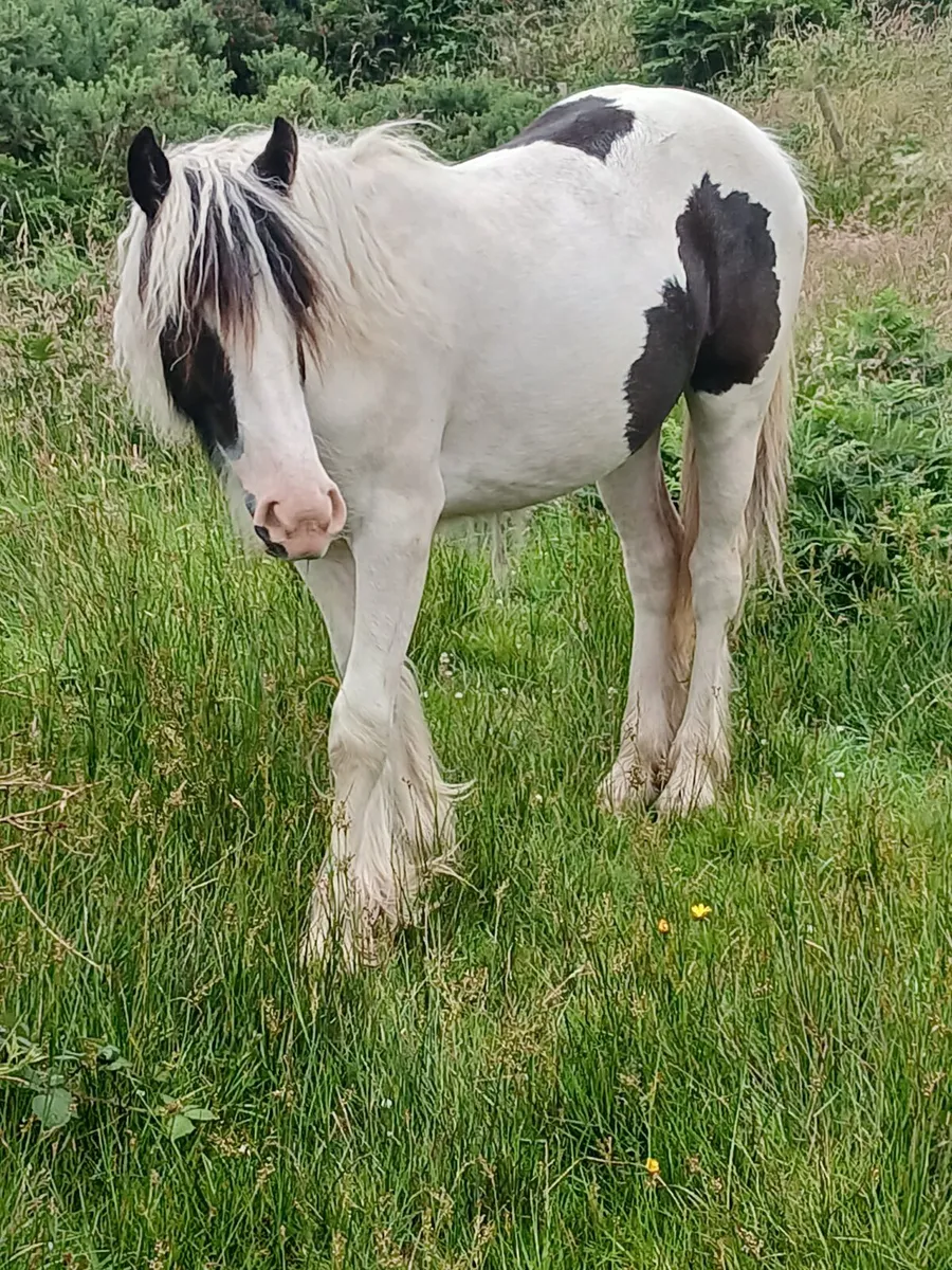 Yearling filly to finish 14.3hh...will be heavy - Image 1